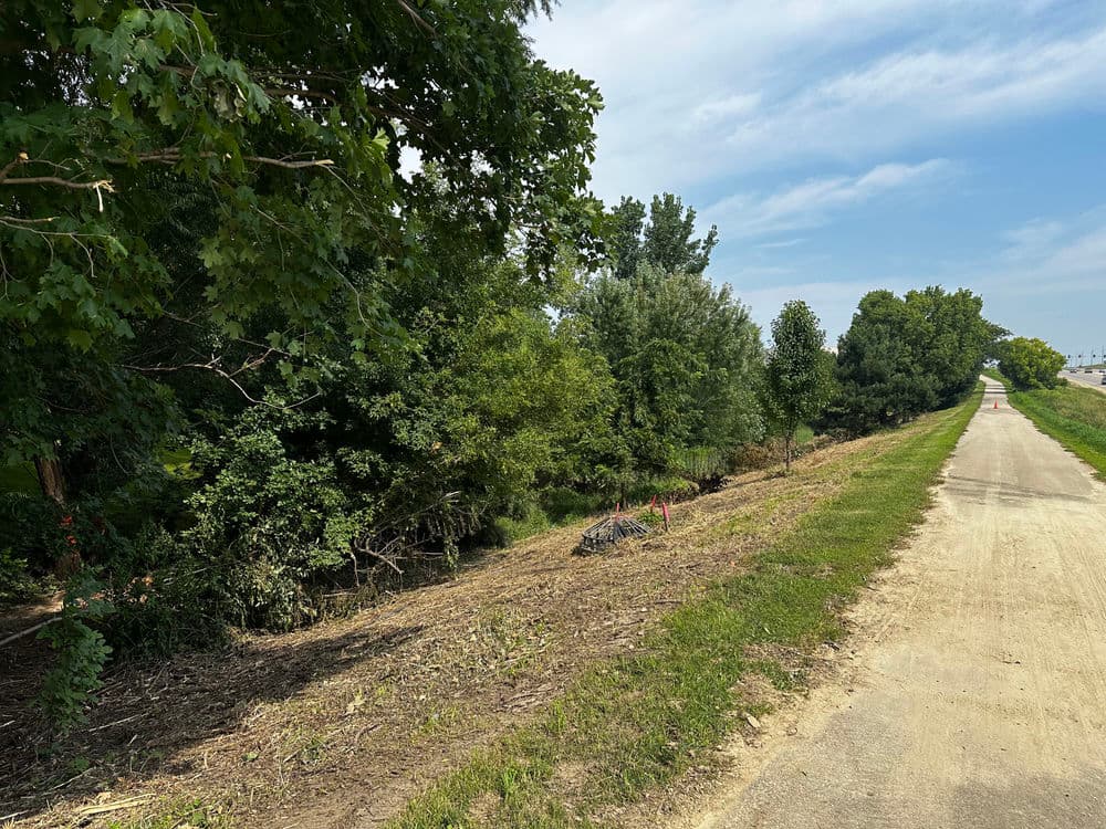 Lush greenery along a dirt trail with freshly cleared vegetation on the side.
