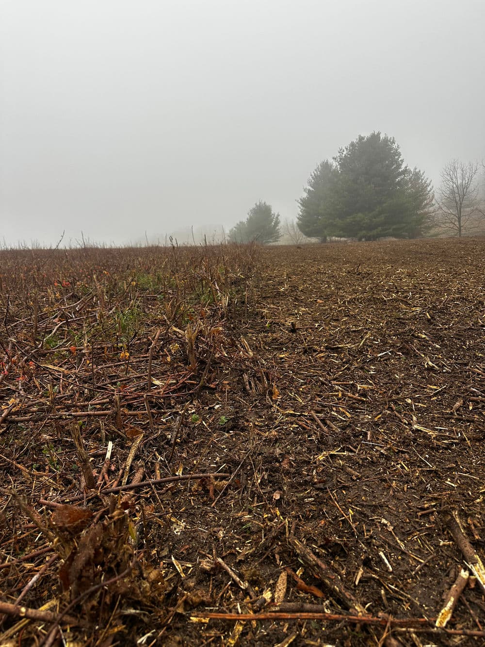 Foggy landscape with bare earth and scattered plants, featuring evergreen trees in the background.