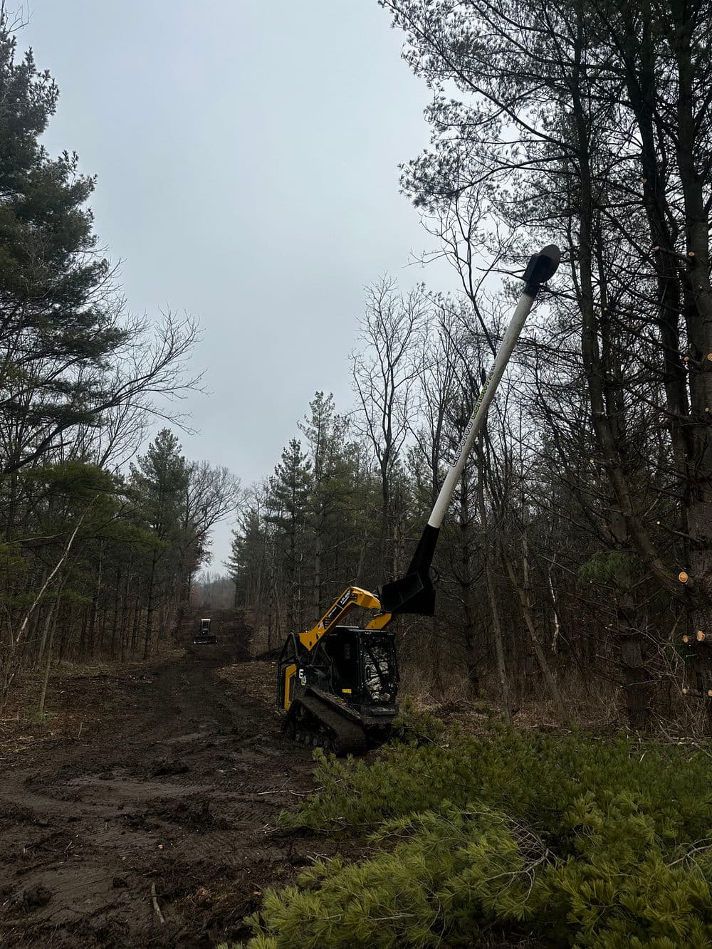 Tree mulcher clearing a wooded area on a cloudy day, surrounded by tall pines and bare trees.