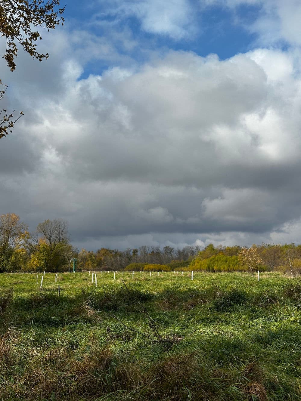 Lush green field under cloudy sky with hint of autumn colors and trees in the background.