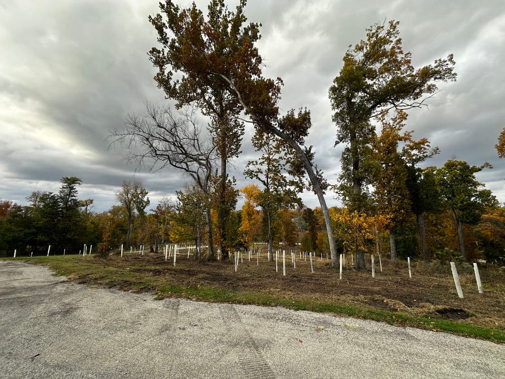 Newly planted trees in an autumn landscape with colorful foliage and a gravel path.