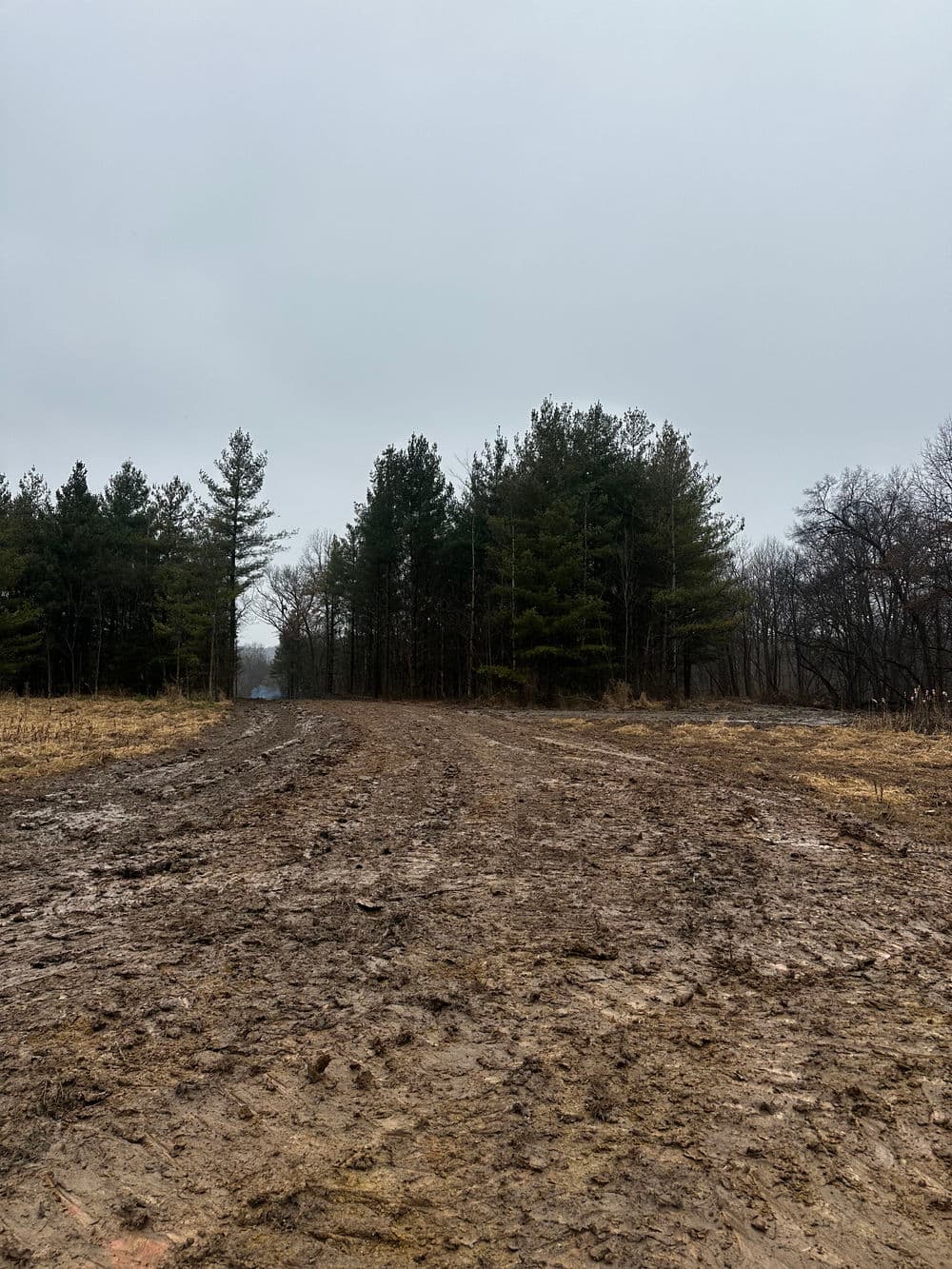 Muddy trail leading through a forest of evergreen trees under a cloudy sky.