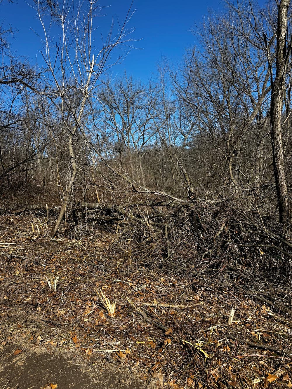 Barren landscape with bare trees and fallen branches under a clear blue sky.